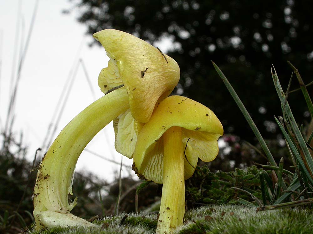 Hygrocybe